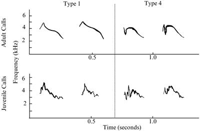 Sympatric breeding occurrence of two call types of Evening Grosbeak in Western Wyoming